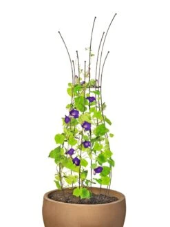 Jardin Pot Trellis -Backyard Bloomers 8587120 1006 tif