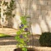 Jardin Pot Trellis -Backyard Bloomers 8587120 224 tif