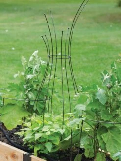 Jardin Pot Trellis -Backyard Bloomers 8587120 7037 tif