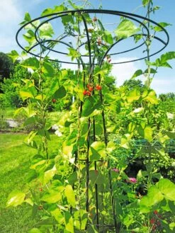 Essex Tuteur, 78" -Backyard Bloomers 8587861 100 tif