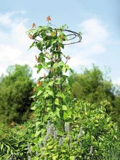 Essex Tuteur, 78" -Backyard Bloomers 8587861 4160 tif