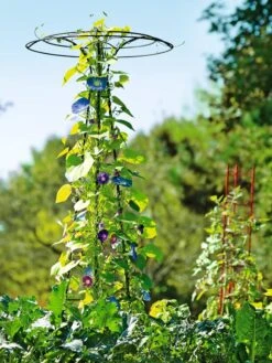 Essex Tuteur, 78" -Backyard Bloomers 8587861 5028 tif