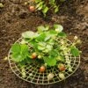 Strawberry Supports, Set Of 6 -Backyard Bloomers 8587970 1039 tif