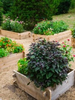 Farmstead Cedar Raised Garden Beds, 3' 10 Farmstead Cedar Raised Garden Beds, 3' -Backyard Bloomers 8588143 09V tif