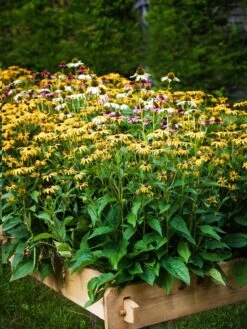 Farmstead Cedar Raised Garden Beds, 2' 17 Farmstead Cedar Raised Garden Beds, 2' -Backyard Bloomers 8588144 014V tif