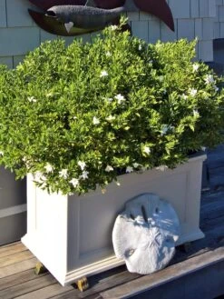 Fairfield Self-Watering Patio Planters, 20” X 36” -Backyard Bloomers 8588417 208V tif