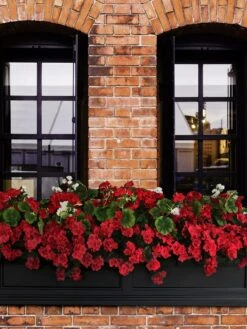 Fairfield Self-Watering Window Box, 5’ -Backyard Bloomers 8588938 102V tif