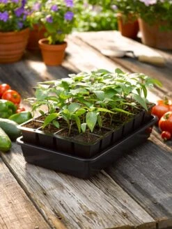 Growease Seed Starter Kit -Backyard Bloomers 8589987 1148 tif