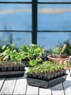 Growease Seed Starter Kit -Backyard Bloomers 8589987 7871 tif