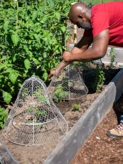 Chicken Wire Cloche With Extension -Backyard Bloomers 8590210 0442 tif