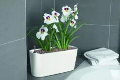 Lechuza® Delta Self-Watering Windowsill Planters -Backyard Bloomers 8590298 01V tif