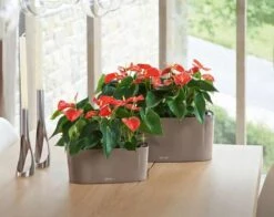 Lechuza® Delta Self-Watering Windowsill Planters -Backyard Bloomers 8590298 04V tif