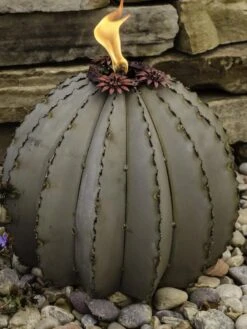 Desert Steel Golden Barrel Cactus Torches 9 Desert Steel Golden Barrel Cactus Torches -Backyard Bloomers 8591454 01V tif
