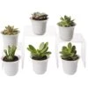 Succulent Terrarium Plant Collection, Set Of 6 2 Succulent Terrarium Plant Collection, Set Of 6 -Backyard Bloomers 8591769 3597 tif