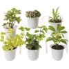 Low Light Terrarium Plant Collection, Set Of 6 -Backyard Bloomers 8591770 3595 tif