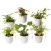 Fern Terrarium Plant Collection, Set Of 6 -Backyard Bloomers 8591771 3591 tif