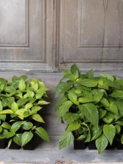 Organic Seed Starting Mix, 6 Quarts -Backyard Bloomers 8592212 002E tif 1