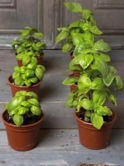 Organic Self-Watering Potting Mix, 20 Qts. -Backyard Bloomers 8592212 3979 001E tif 3