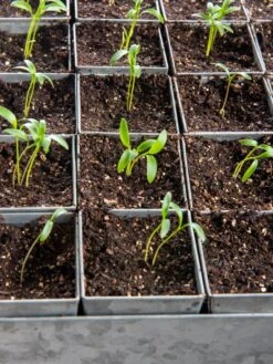 Seed Starting Mix, 9 Qts. -Backyard Bloomers 8592212 6177