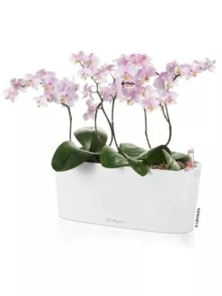 Lechuza® Delta Self-Watering Windowsill Planters -Backyard Bloomers 8592361 02V tif