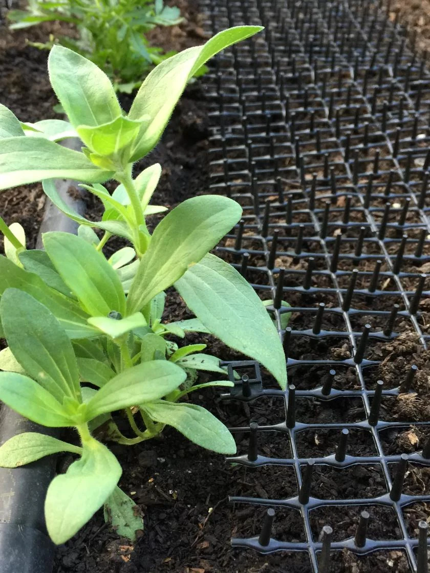 Cat Scat Mat 6 Cat Scat Mat - Image 4