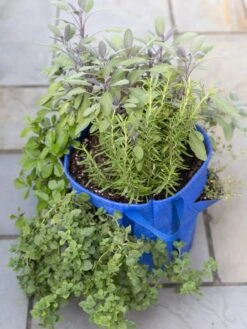 Gardener’s Best® Strawberry And Herb Grow Bag -Backyard Bloomers 8592705 advice 1765 tif