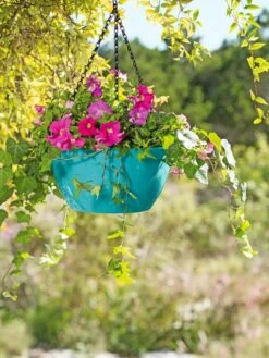 Viva Self-Watering Hanging Basket, 11" Diameter -Backyard Bloomers 8592707 5243 tif