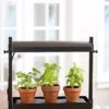 Micro Grow Light Garden 1 Micro Grow Light Garden -Backyard Bloomers 8593235 2290 tif