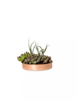 Extra Small Round Copper Plant Tray, 8" 10 Extra Small Round Copper Plant Tray, 8" -Backyard Bloomers 8593528 2909 tif