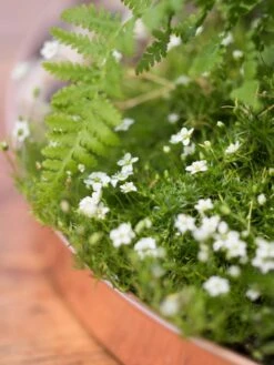 Large Round Copper Plant Tray, 14" -Backyard Bloomers 8593531 4553 tif