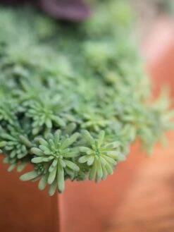 Tall Rectangular Copper Plant Tray, 18" X 5" X 4" -Backyard Bloomers 8593534 4601 tif