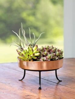 Extra Small Round Copper Plant Tray, 8" 15 Extra Small Round Copper Plant Tray, 8" -Backyard Bloomers 8593564 4641 001E tif