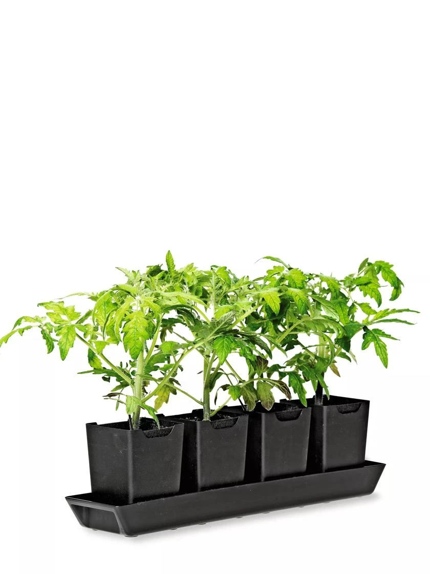 Pop-Out Pots, Set Of 4 5 Pop-Out Pots, Set Of 4 - Image 3