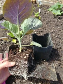 Pop-Out Pots, Set Of 4 11 Pop-Out Pots, Set Of 4 -Backyard Bloomers 8593943 1357 tif