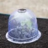 Medium Garden Cloches, Set Of 6 -Backyard Bloomers 8593985 347 tif