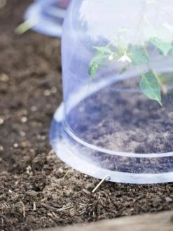 Medium Garden Cloches, Set Of 6 8 Medium Garden Cloches, Set Of 6 -Backyard Bloomers 8593985 9441 tif