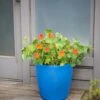 Viva Round Self-Watering Rolling Planter, 17.25” Diameter -Backyard Bloomers 8594077 0087 tif