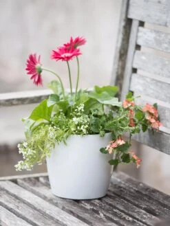 Viva Round Self-Watering Planter, 7" Diameter -Backyard Bloomers 8595222 1139 tif