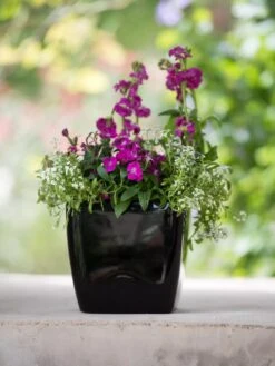 Viva Square Self-Watering Planter, 7" Diameter -Backyard Bloomers 8595223 1107 tif