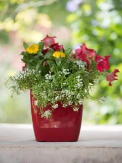 Viva Square Self-Watering Planter, 7" Diameter -Backyard Bloomers 8595223 1111 tif