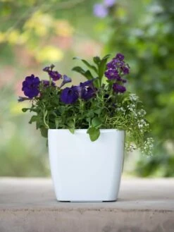 Viva Square Self-Watering Planter, 7" Diameter -Backyard Bloomers 8595223 1118 tif