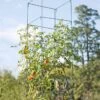 Mammoth Tomato Towers, Set Of 2 1 Mammoth Tomato Towers, Set Of 2 -Backyard Bloomers 8595740 4437 tif