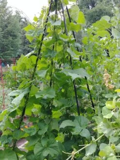 Titan Teepee Trellis -Backyard Bloomers 8595757 01EMP tif