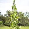 Titan Teepee Trellis -Backyard Bloomers 8595757 1206 titan teepee cucumber peas beans tif
