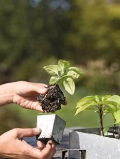 Galvanized Seed Starting Tray -Backyard Bloomers 8595893 4378 tif