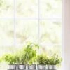 Galvanized Herb Planters With Rectangular Tray -Backyard Bloomers 8595903 5946 tif