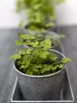 Galvanized Herb Planters With Rectangular Tray 8 Galvanized Herb Planters With Rectangular Tray -Backyard Bloomers 8595903 advice 1777 tif