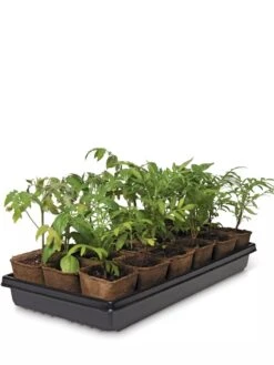 3-1/2” Square Biodegradable Pots & Tray Set -Backyard Bloomers 8595968 3916 tif