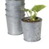 Galvanized Planting Cups, Set Of 5 -Backyard Bloomers 8596104 9899 tif
