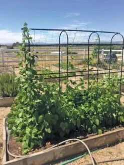 Titan Pea Tunnel 10 Titan Pea Tunnel -Backyard Bloomers 8596275 01CUST tif